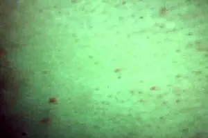 Exploring My Penis In Wild Action!